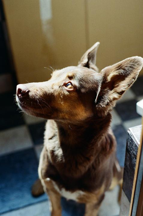 A brown dog with large ears looks up while sitting on a checkered floor.