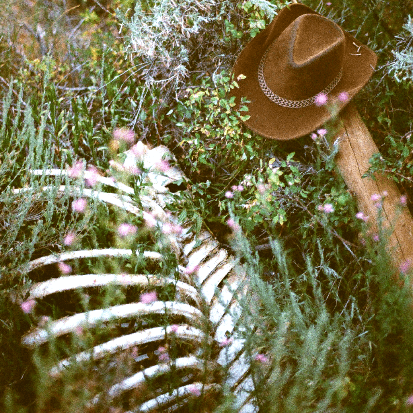 A cowboy hat rests on a wooden post next to an animal skeleton in a field of green plants and small pink flowers.