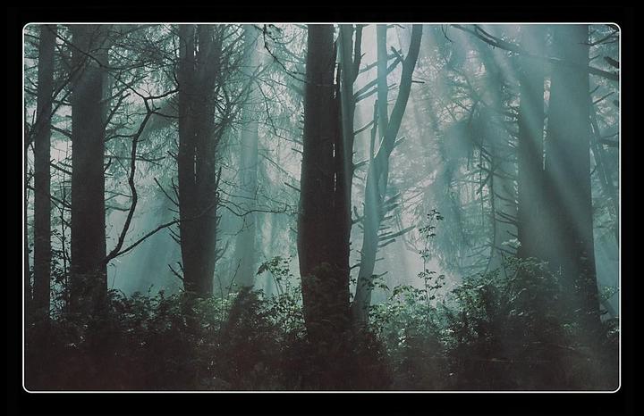 Sunlight streams through a foggy forest with tall trees and undergrowth.