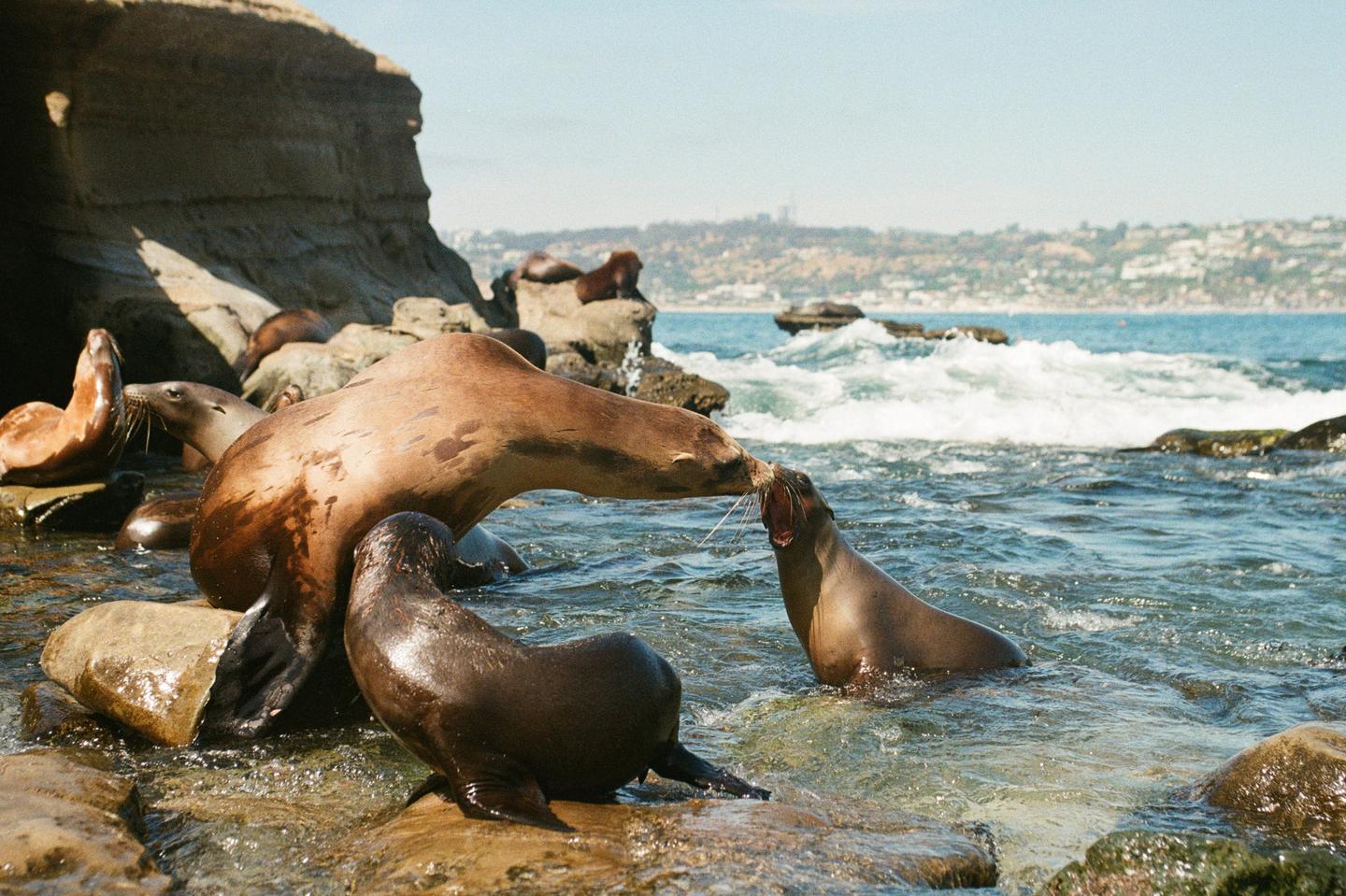 A group of sea lions are visible on a rocky shore with ocean waves and a distant city.