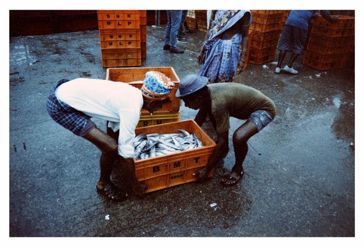 Two men are bending over a crate full of fish on a wet ground, with other people and crates in the background.