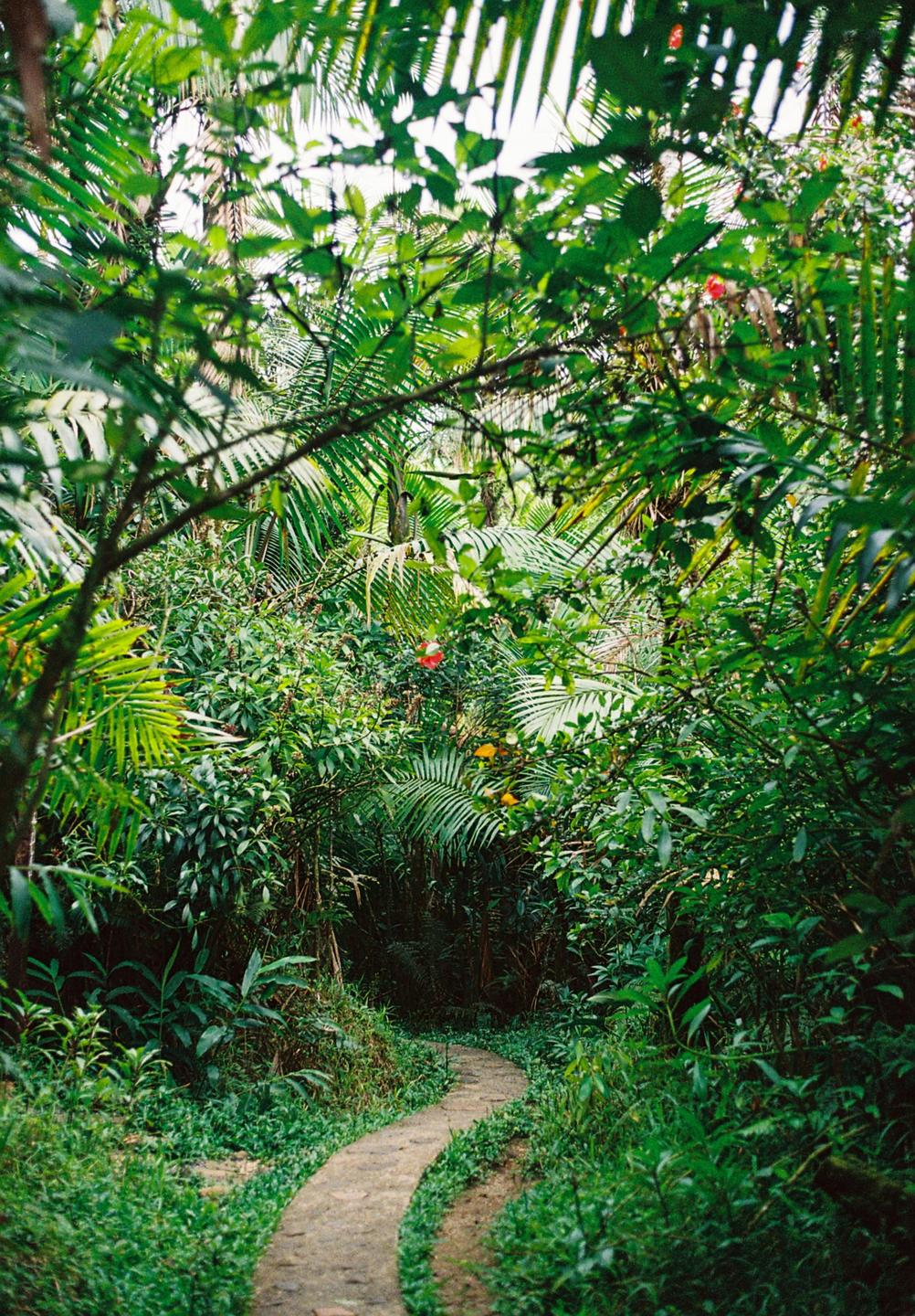 A winding path leads through a dense, lush green forest.