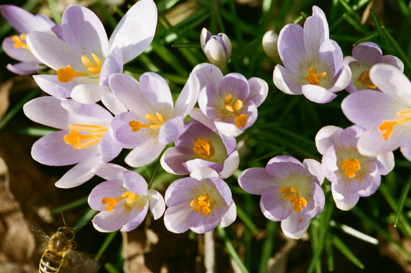 A bee flies near a cluster of purple crocus flowers with orange stamens.