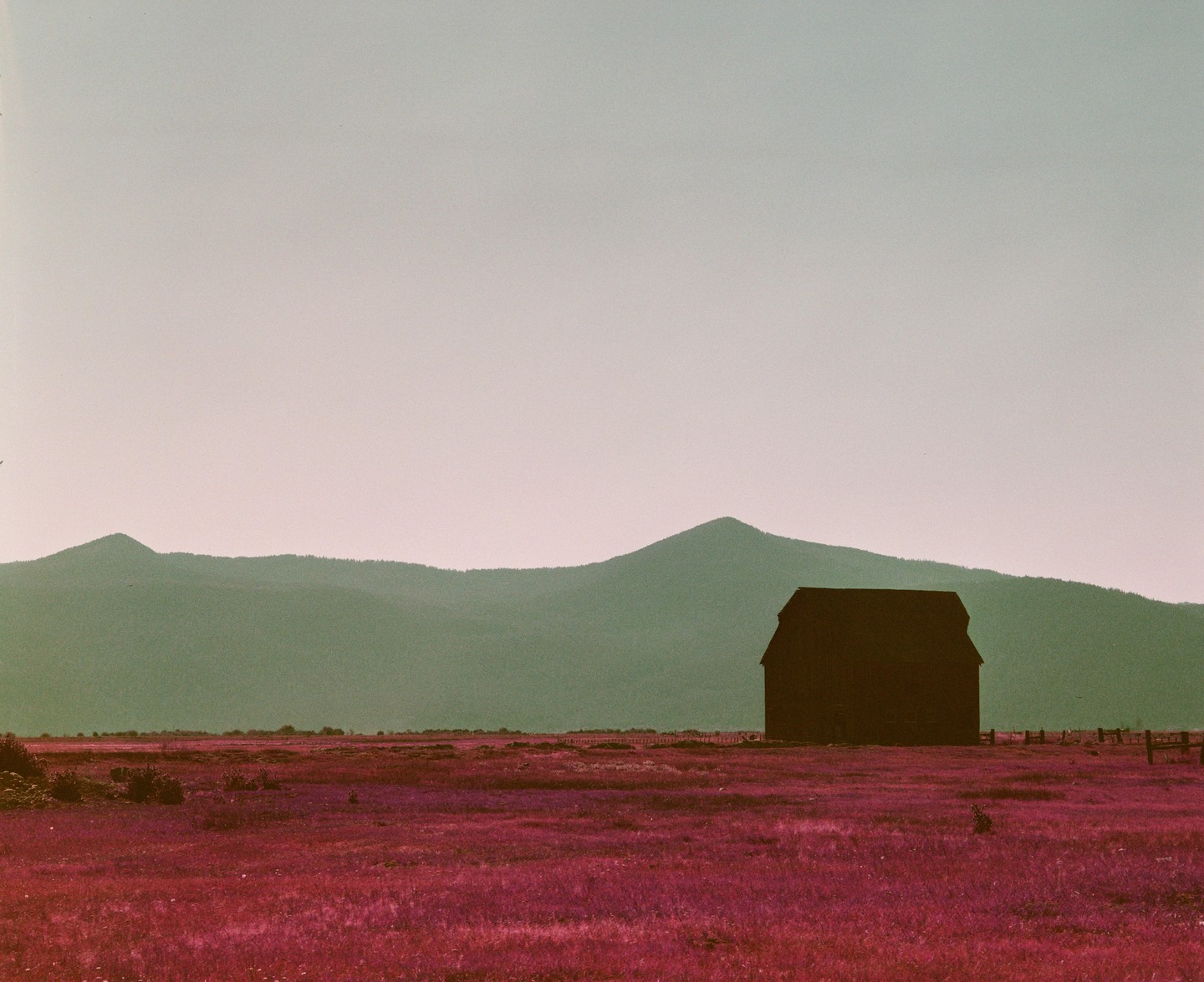A dark barn stands in a field of purple grass with mountains in the background.