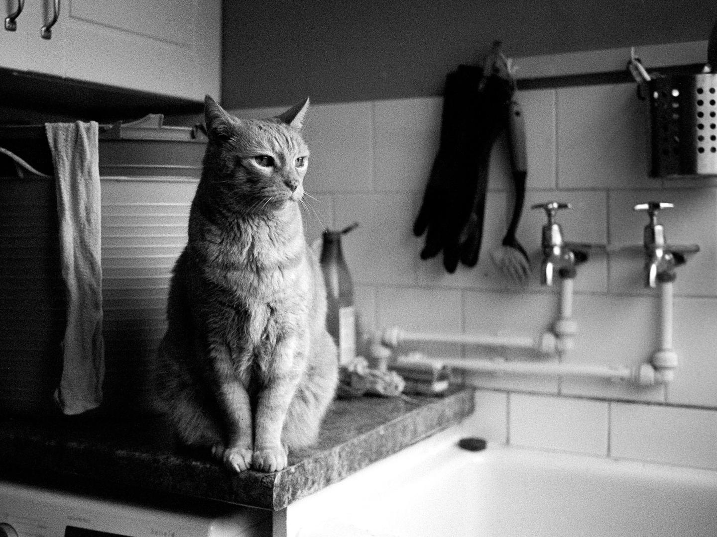 A cat sits on a kitchen counter next to a sink.