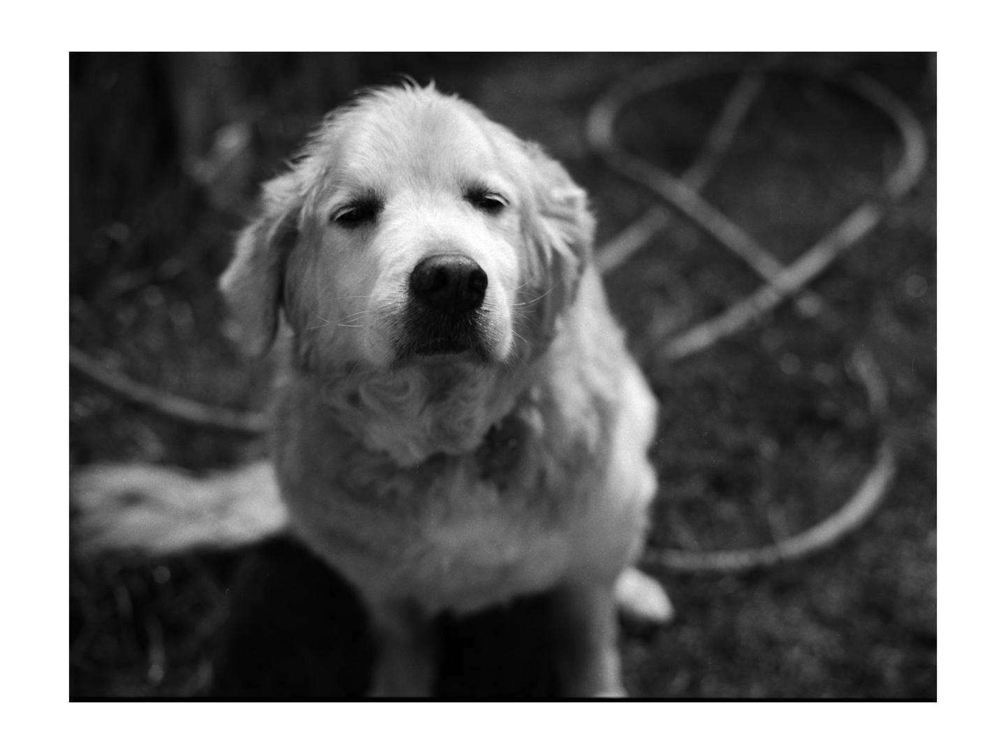A golden retriever dog sits looking up at the viewer.