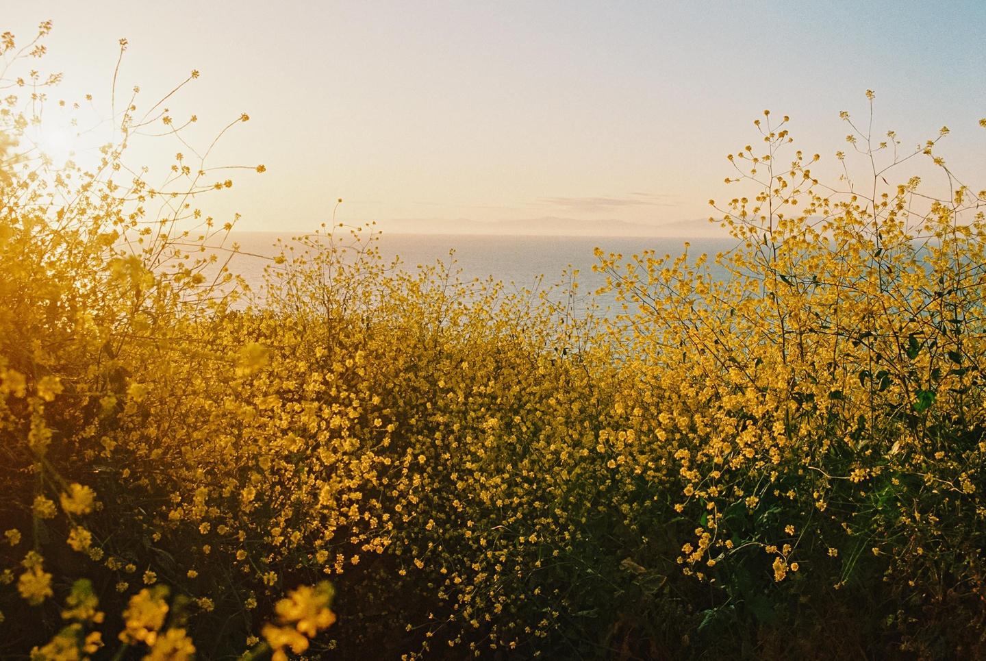 Yellow flowers fill the foreground with the ocean and a hazy horizon in the background.