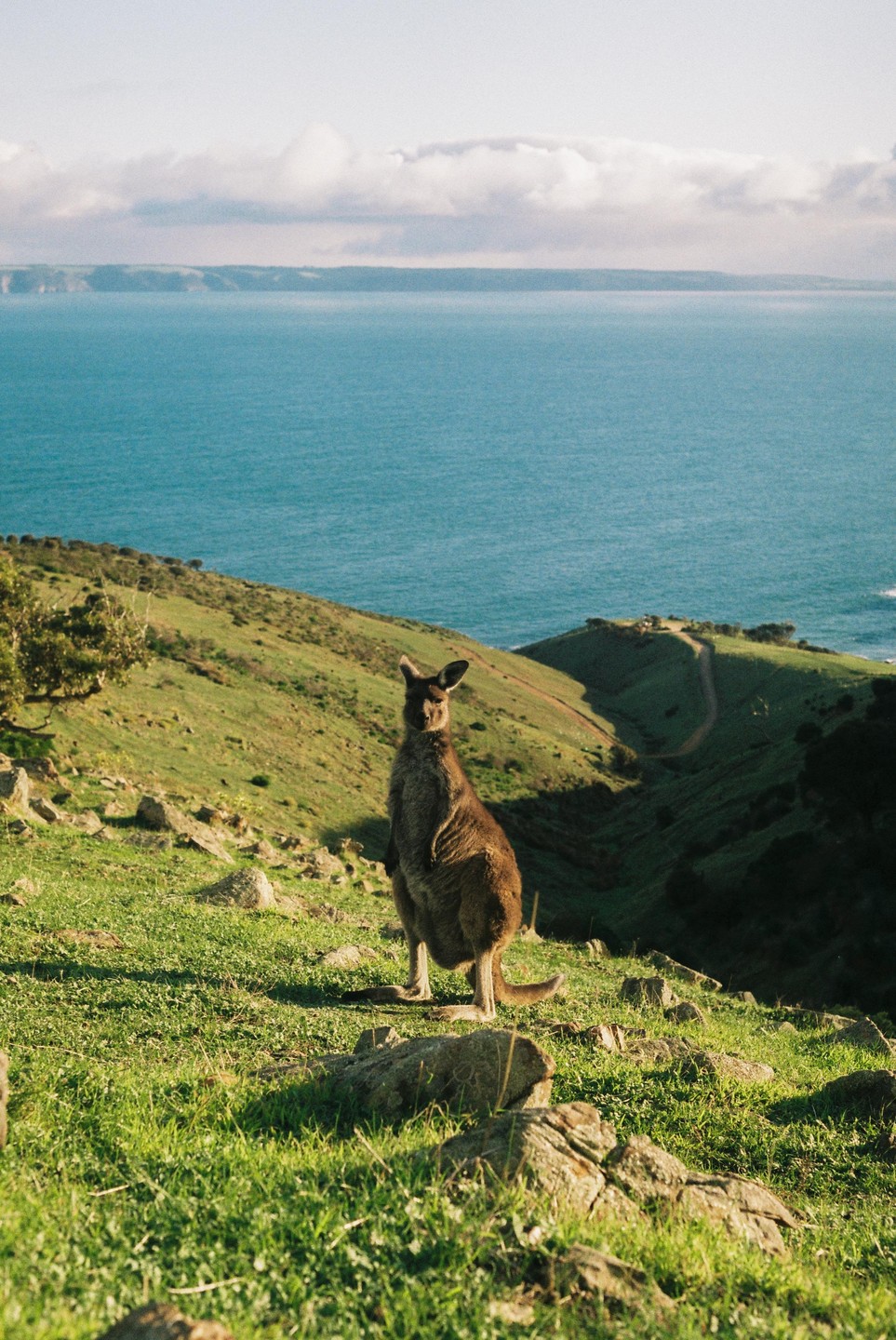 A kangaroo stands on a grassy hillside overlooking the ocean under a partly cloudy sky.