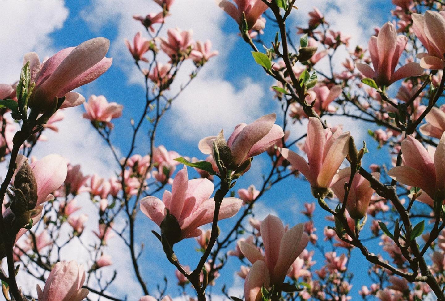 Pink magnolia blossoms are visible against a bright blue sky with white clouds.
