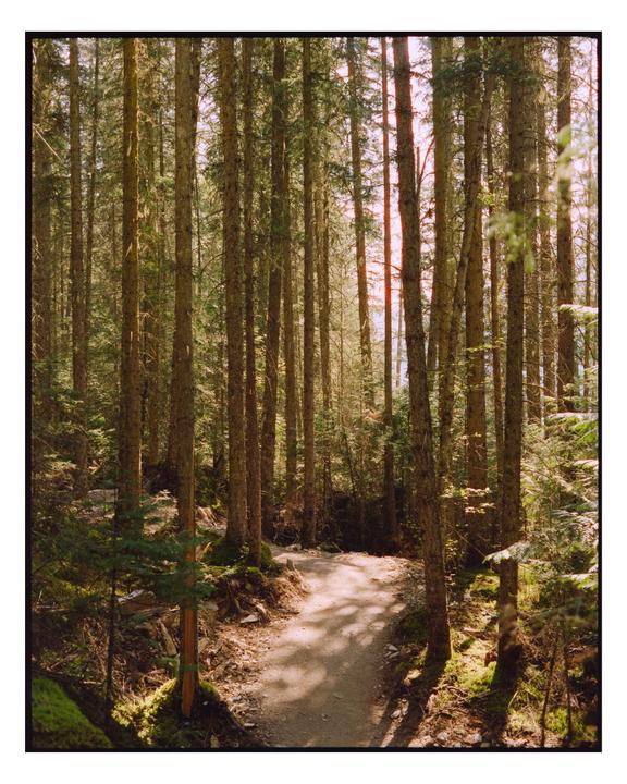 A winding dirt path leads through a dense forest of tall pine trees.