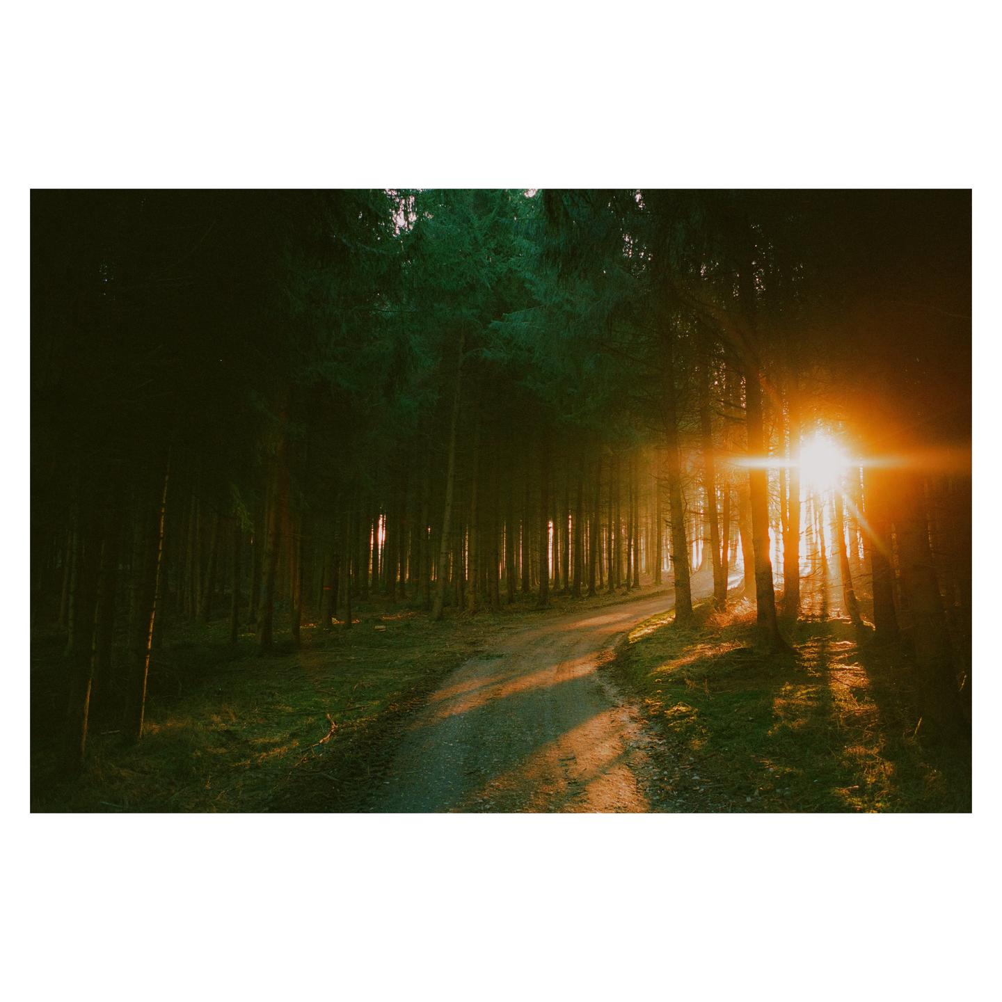 A dirt path winds through a dense forest with bright sunlight shining through the trees.