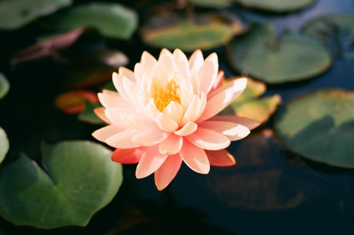 A pink water lily floats on dark water surrounded by lily pads.