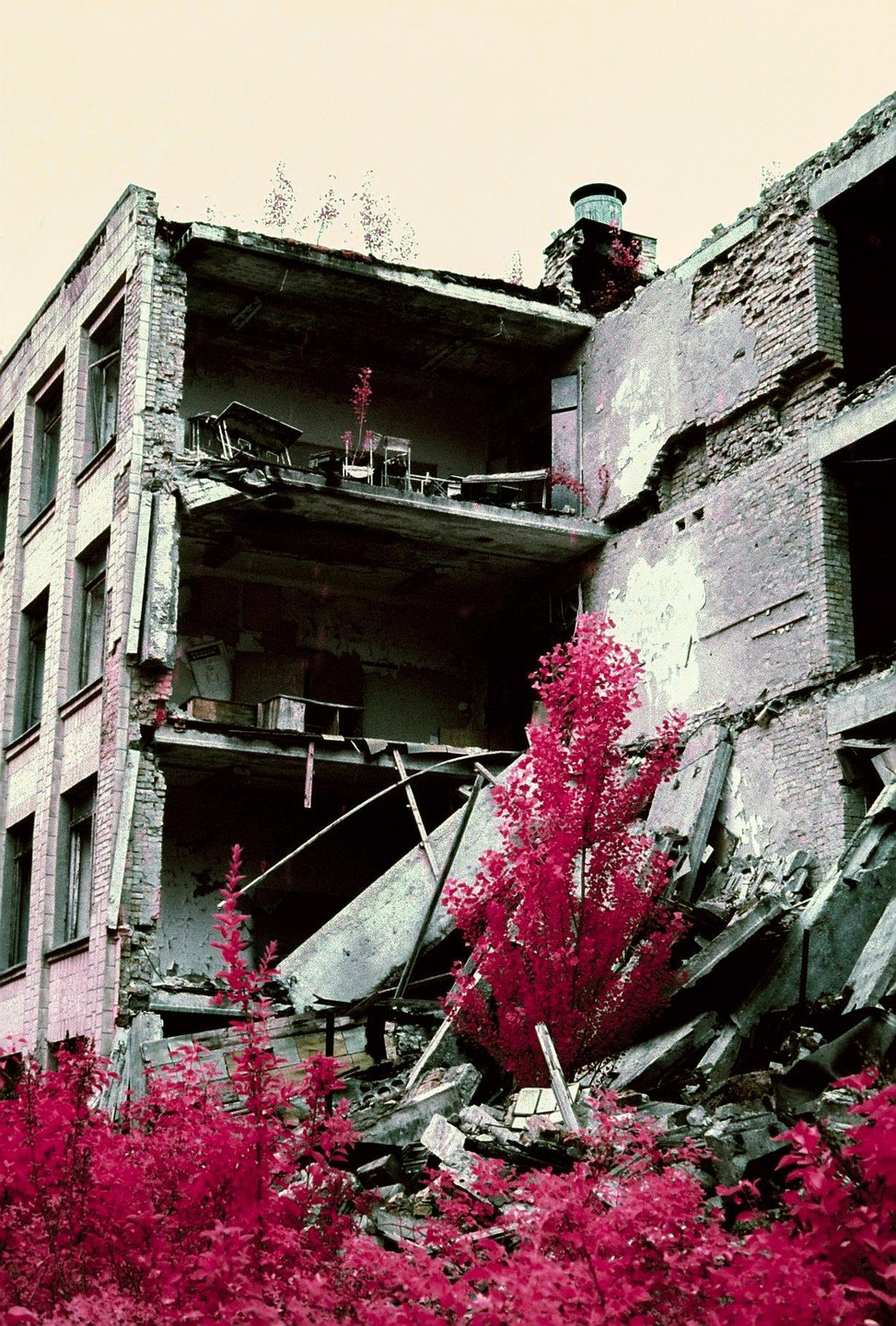 A partially collapsed building with bright pink foliage growing around and inside it.