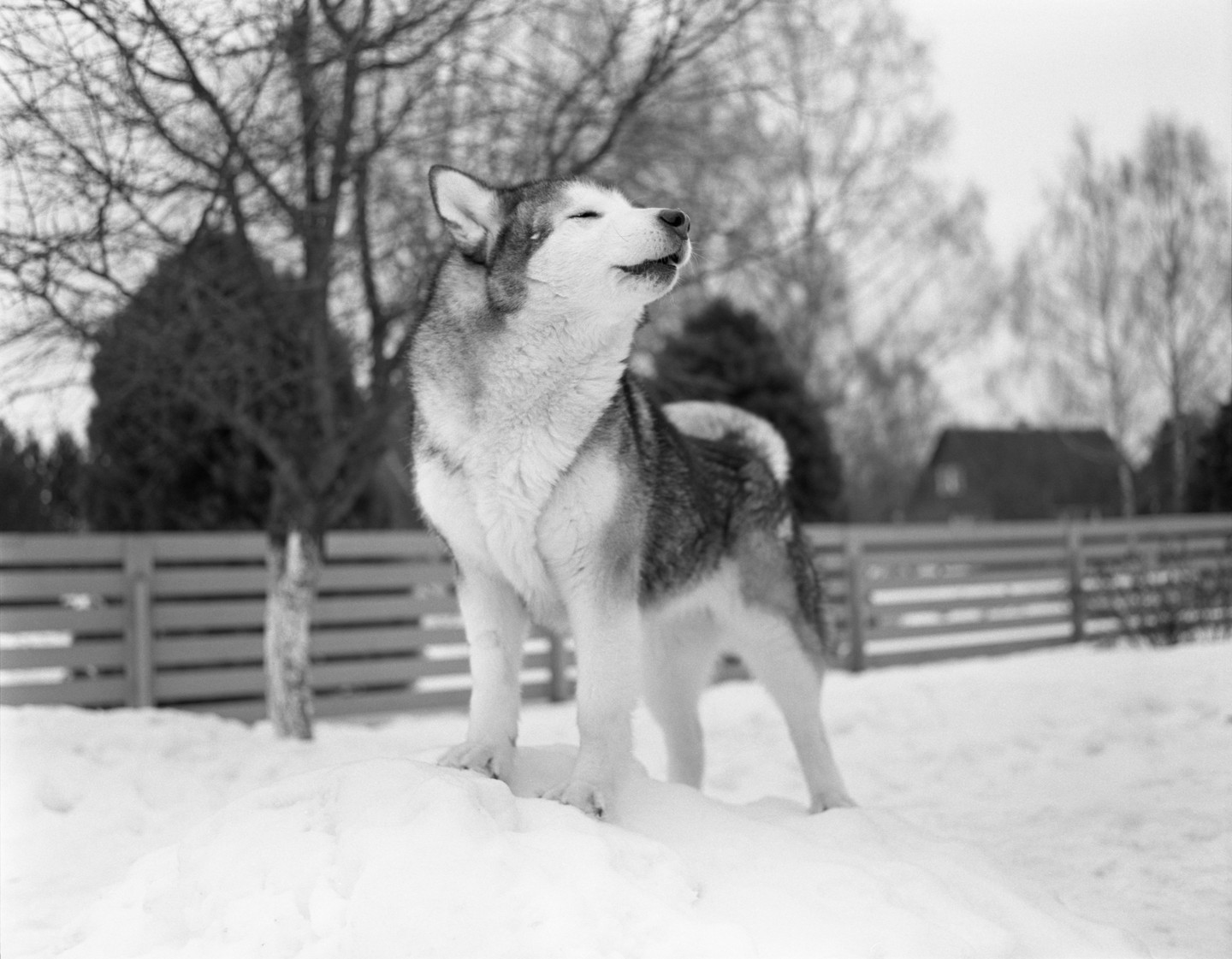 A husky stands on a mound of snow with its head tilted back, howling.