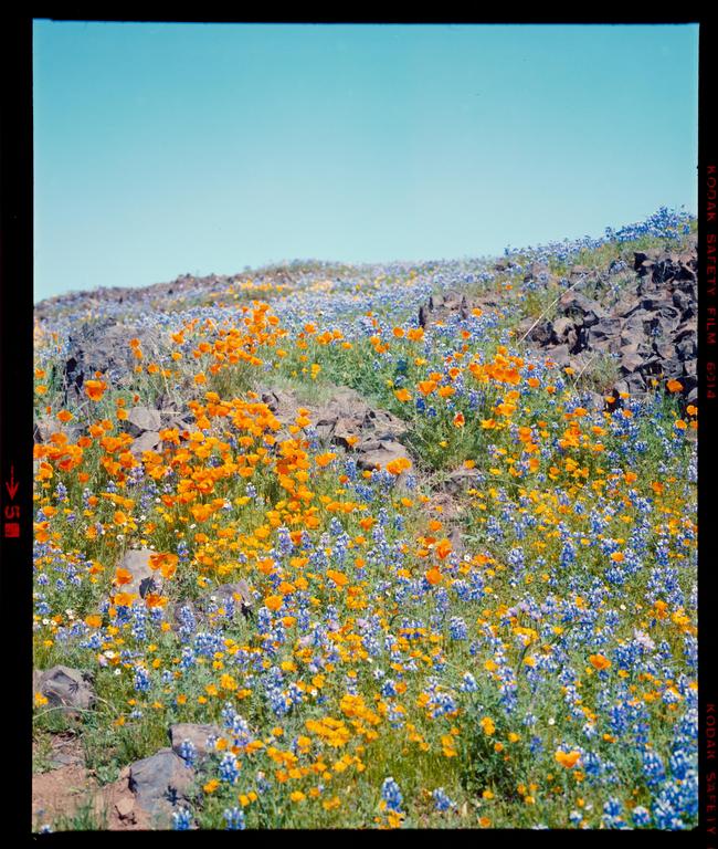 A hillside is covered in orange and blue wildflowers under a clear sky.