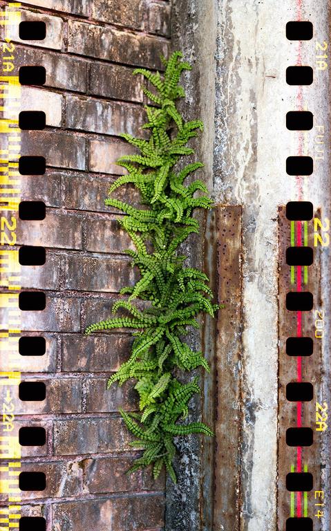 A green fern grows vertically on a brick wall next to a concrete and rusty metal surface.