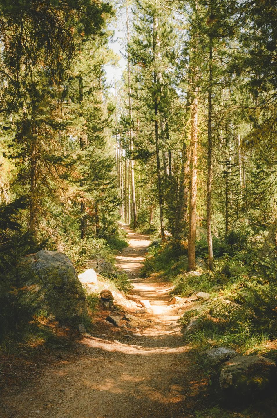 A narrow dirt path winds through a dense forest of tall pine trees.