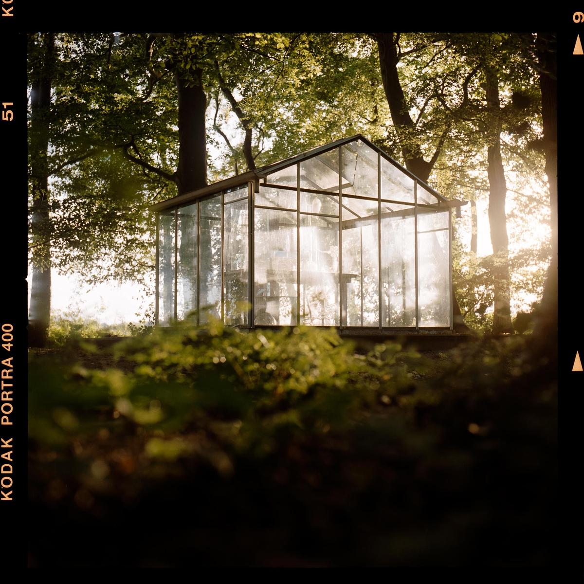 A glasshouse stands among trees with sunlight shining through its windows at sunset.