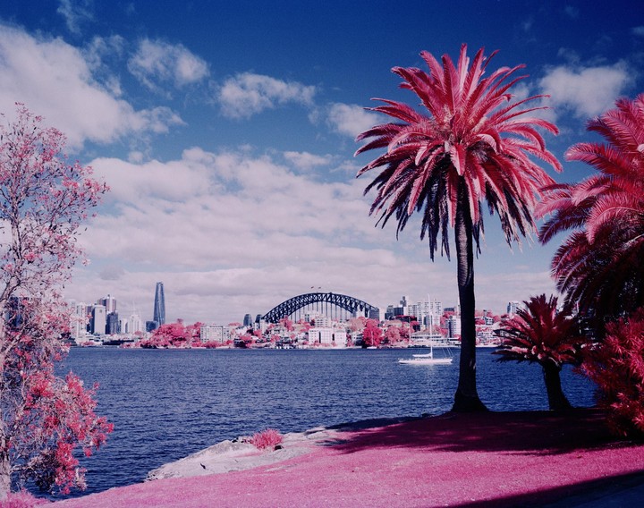 A body of water with a city skyline and a bridge in the background, with pink foliage in the foreground.