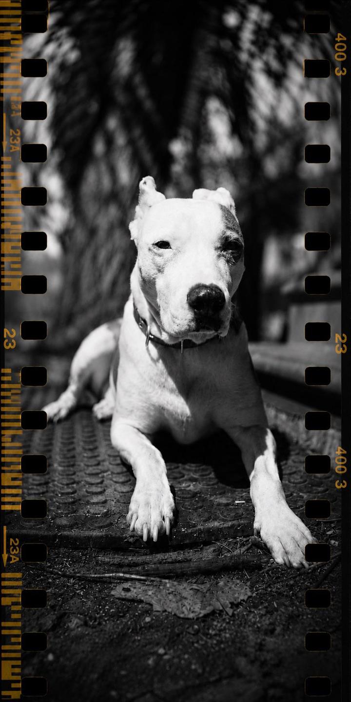 A white dog with a dark patch over one eye lies on a textured surface in dappled sunlight.