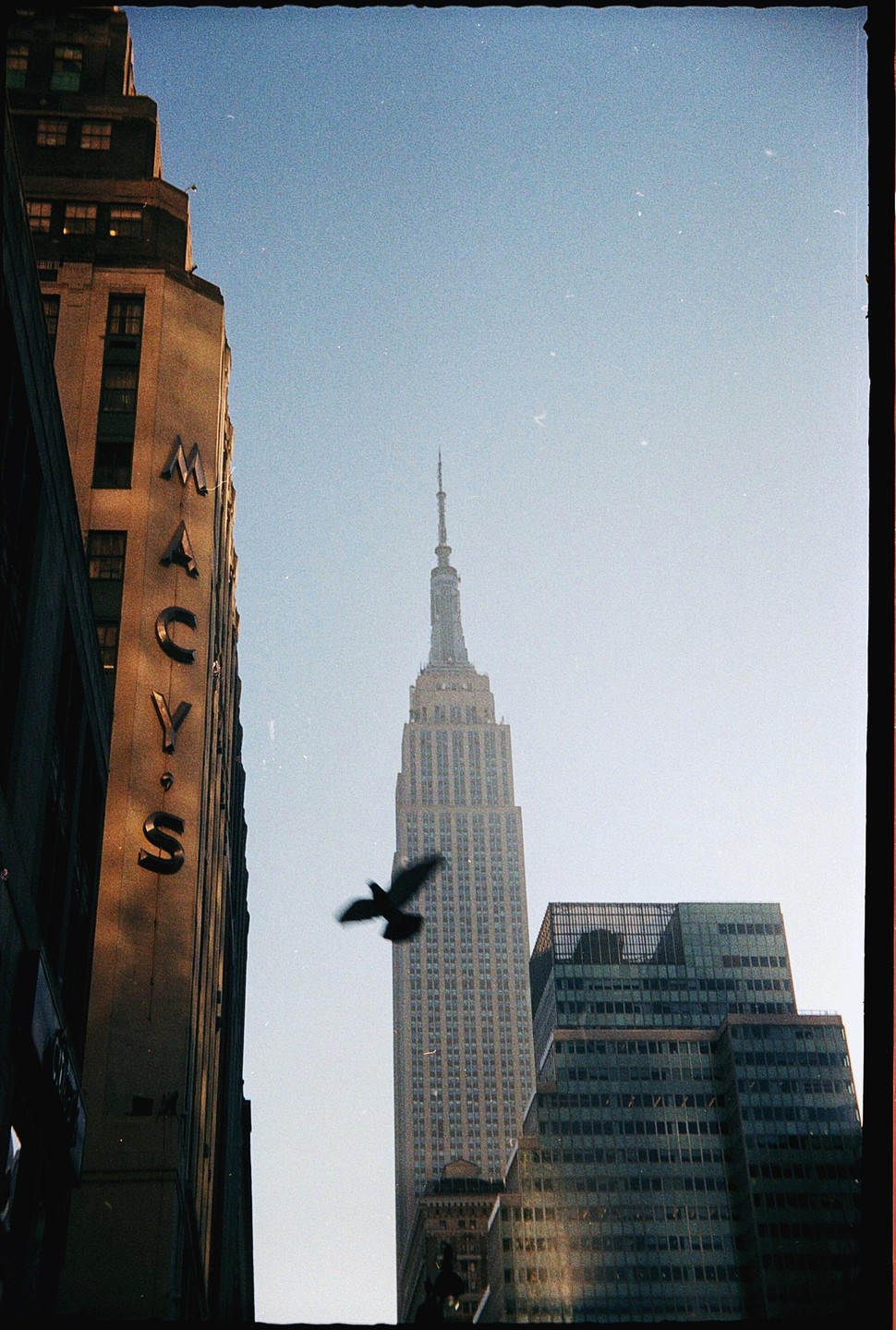A bird flies in front of the Empire State Building and a Macy's building in New York.