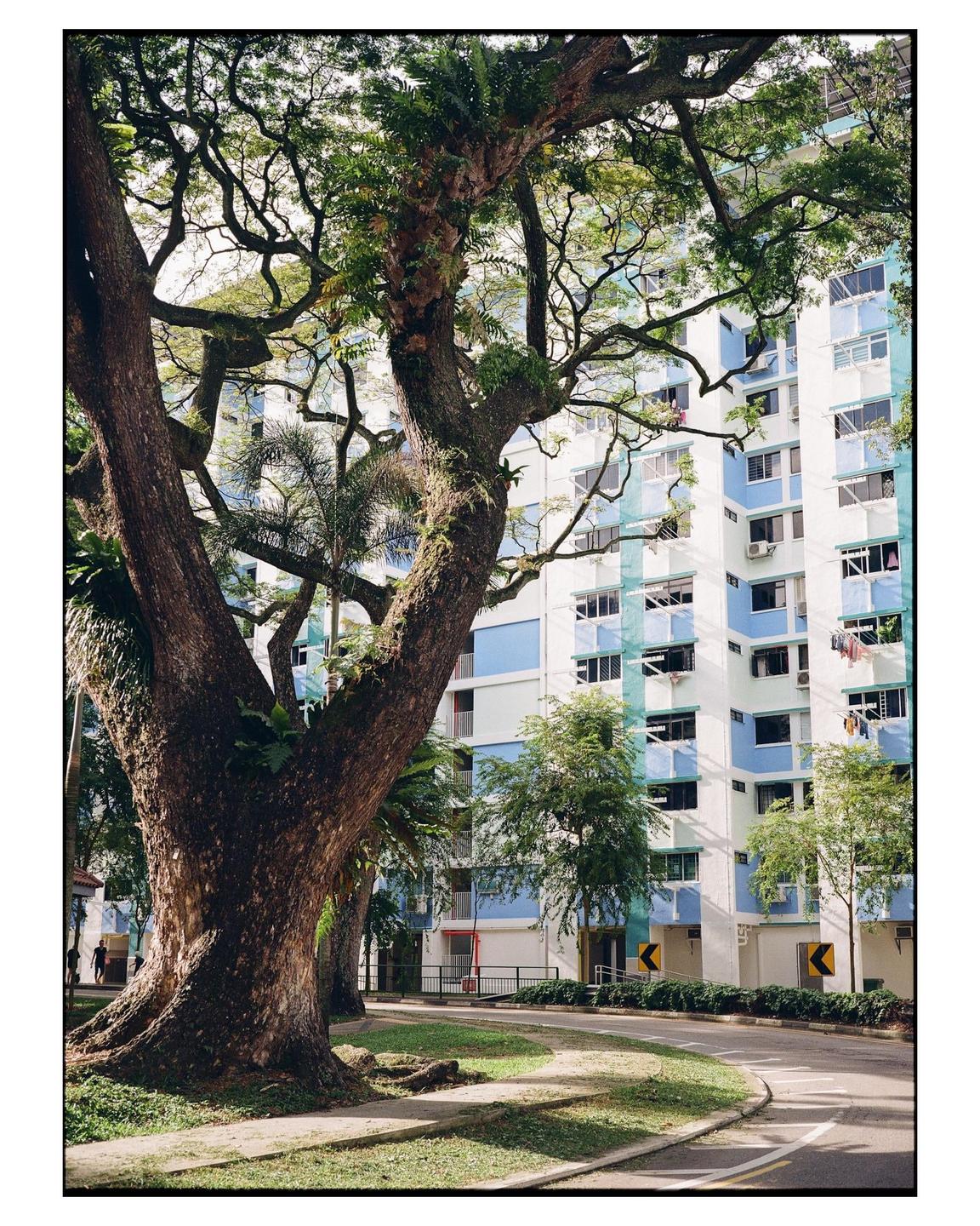A large tree with a thick trunk and sprawling branches stands beside a road, with a tall apartment building in the background.