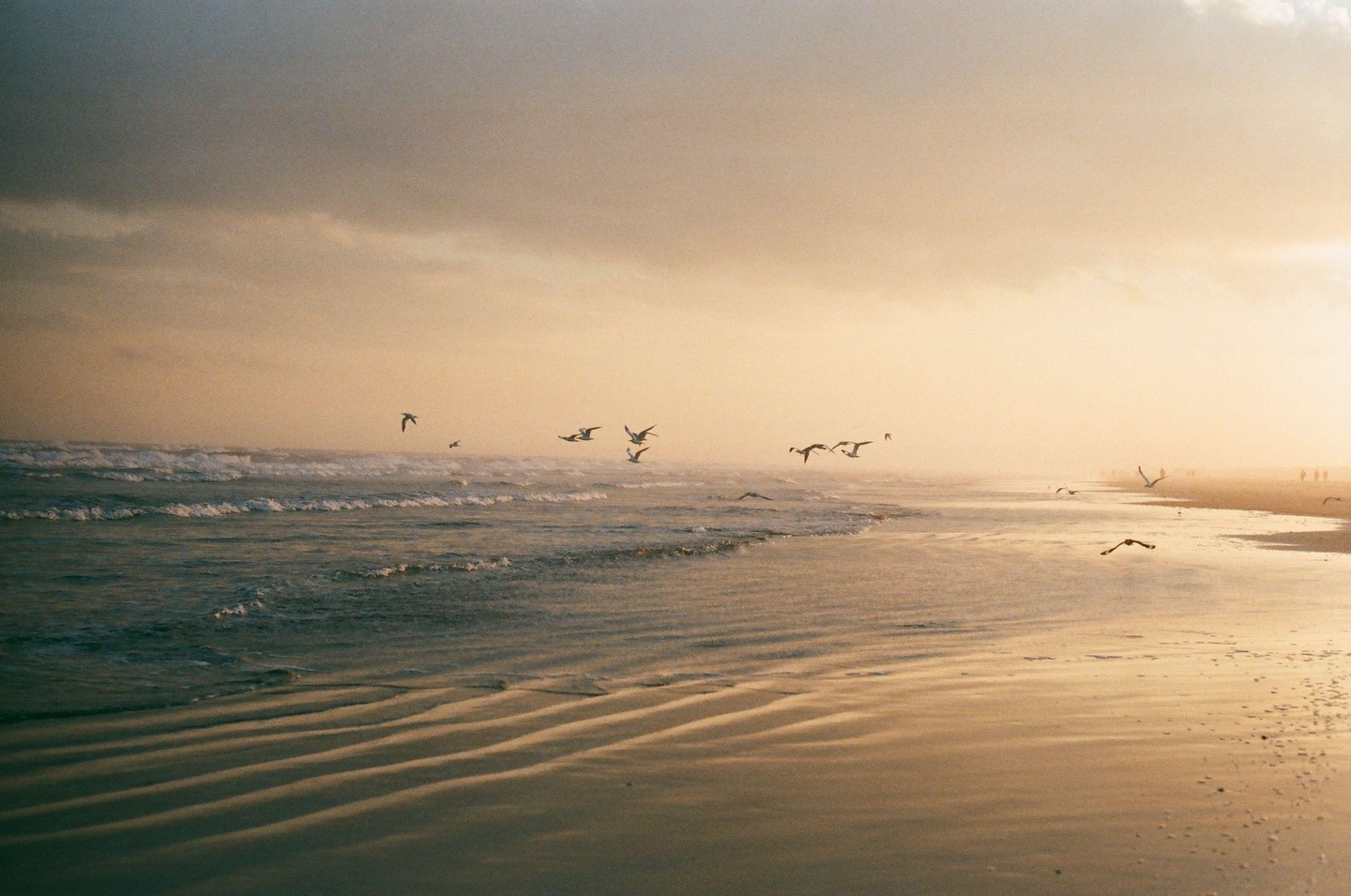 A flock of birds flies over the ocean and beach at sunset.