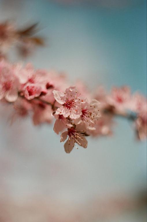 A branch with pink blossoms is in focus against a blurred blue background.