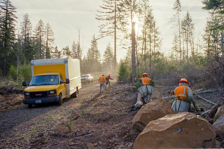 Several men in safety vests and hard hats are planting trees in a deforested area with a yellow truck parked nearby.