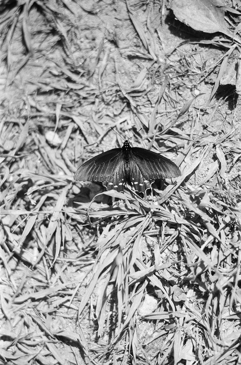 A butterfly with open wings rests on a bed of dried leaves and grass.