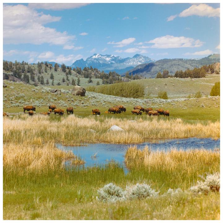 A herd of bison graze in a grassy field with a pond in the foreground and mountains in the background.