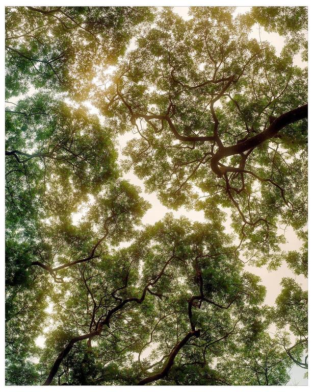 The canopy of a tree is visible from below, with sunlight filtering through the leaves.