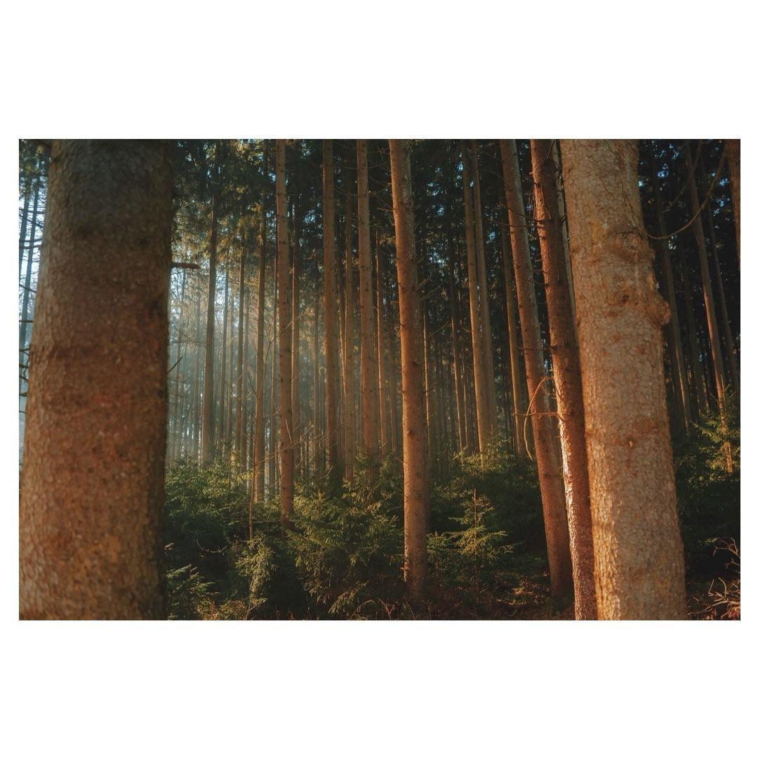 Sunlight streams through a dense forest of tall trees with green undergrowth.