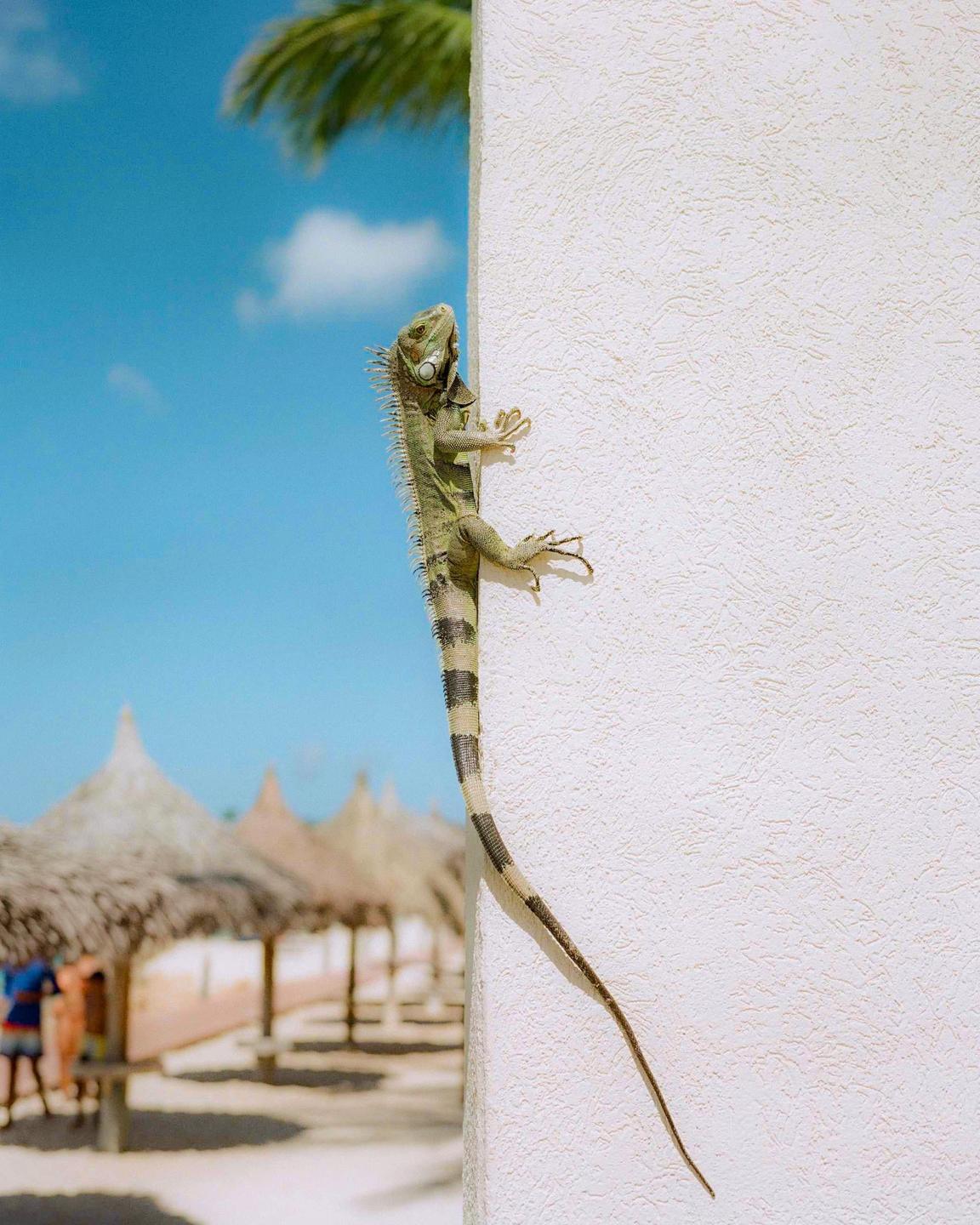 An iguana climbs a white wall with a beach and thatched umbrellas in the background.