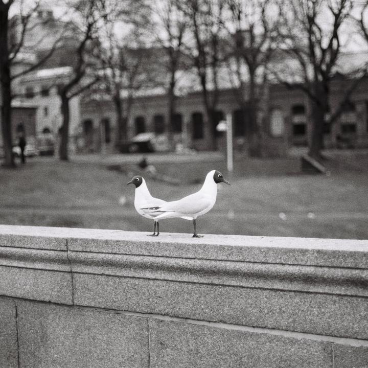 Two birds with black heads and white bodies stand on a stone wall, with trees and buildings in the background.