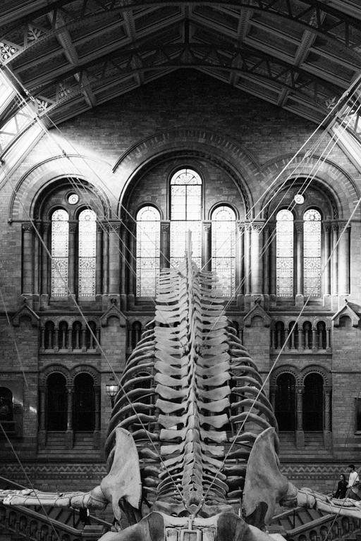 A large whale skeleton hangs from the ceiling of a museum hall with arched windows.