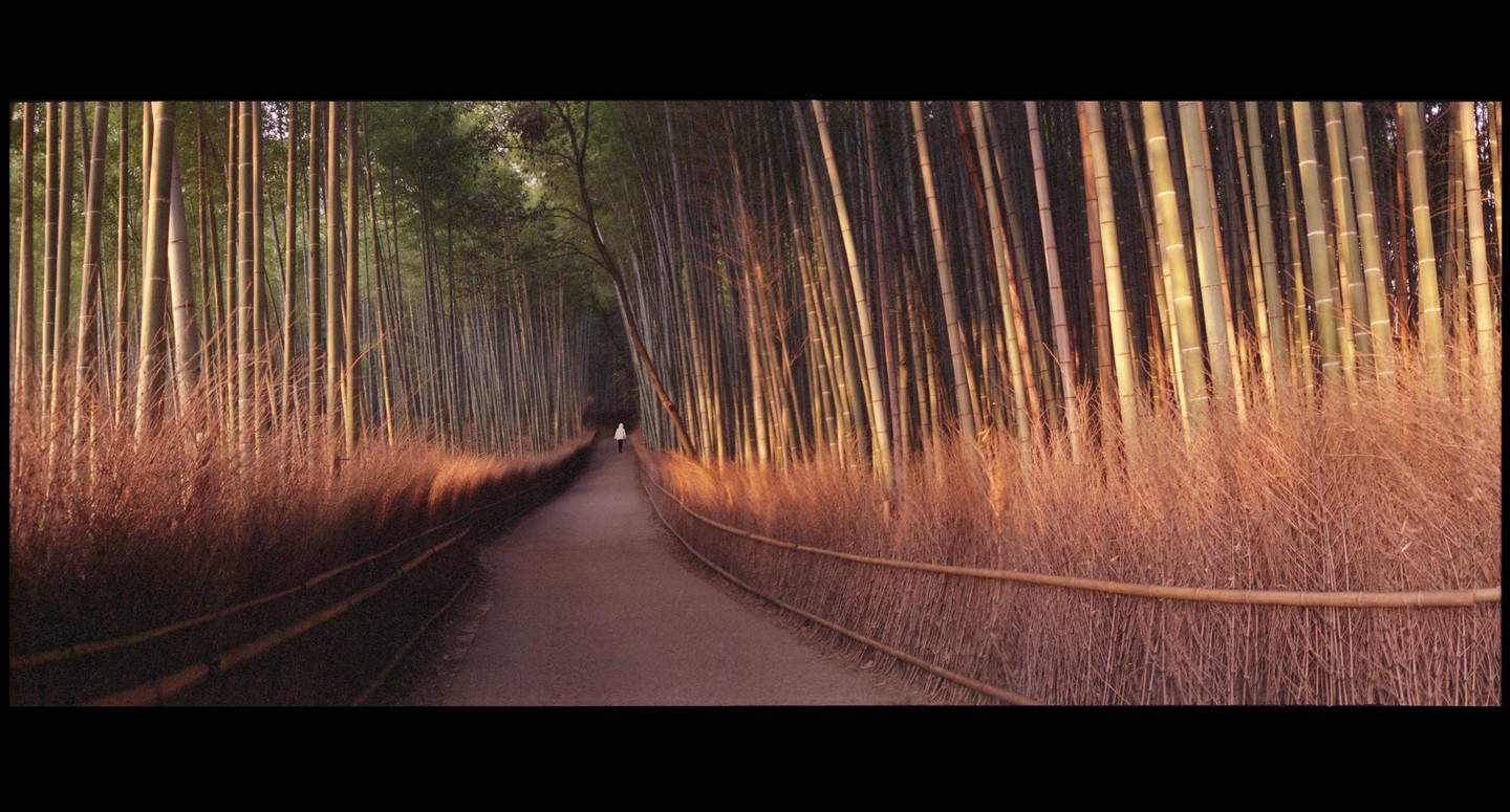A person walks down a path lined with tall bamboo stalks and dried brush.