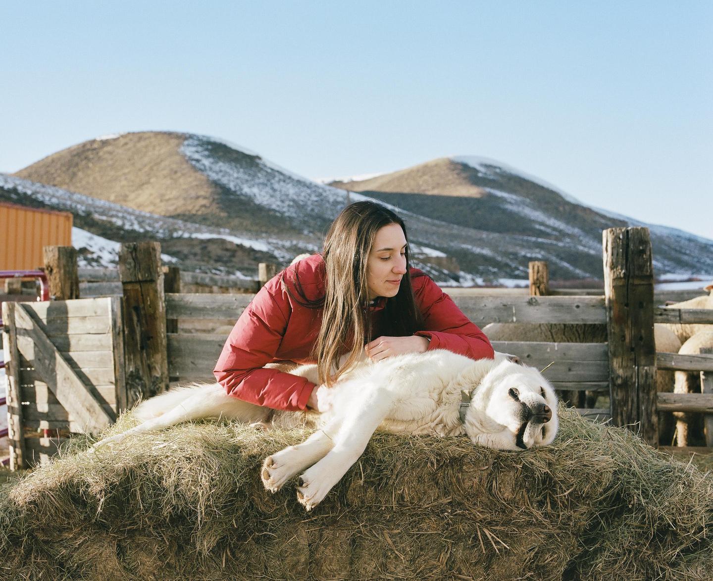 A woman in a red jacket lies on a hay bale next to a large white dog, with snowy mountains in the background.