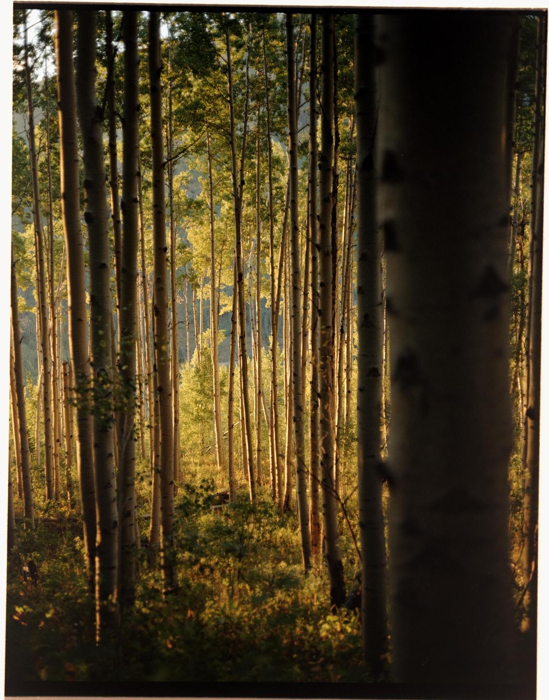 A dense forest of aspen trees with bright green foliage is illuminated by sunlight.