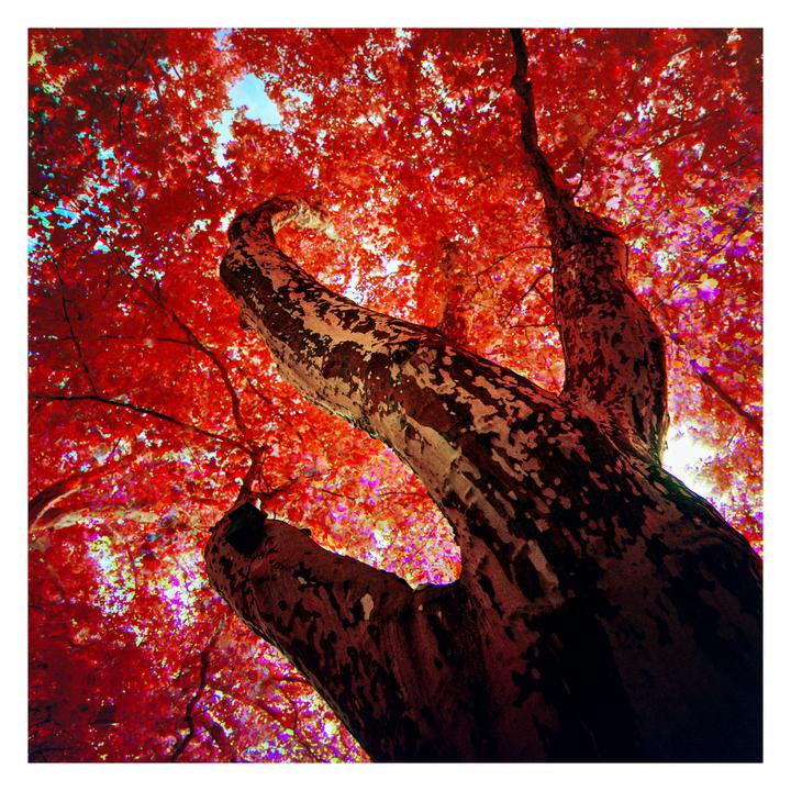 A low-angle view shows the trunk and branches of a tree with bright red leaves against a light blue sky.