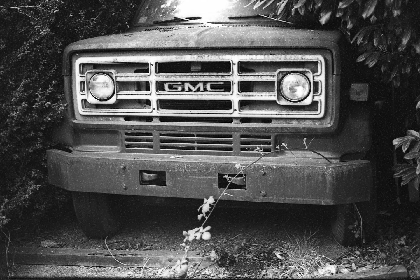 The front of an old GMC truck is visible, surrounded by overgrown foliage.