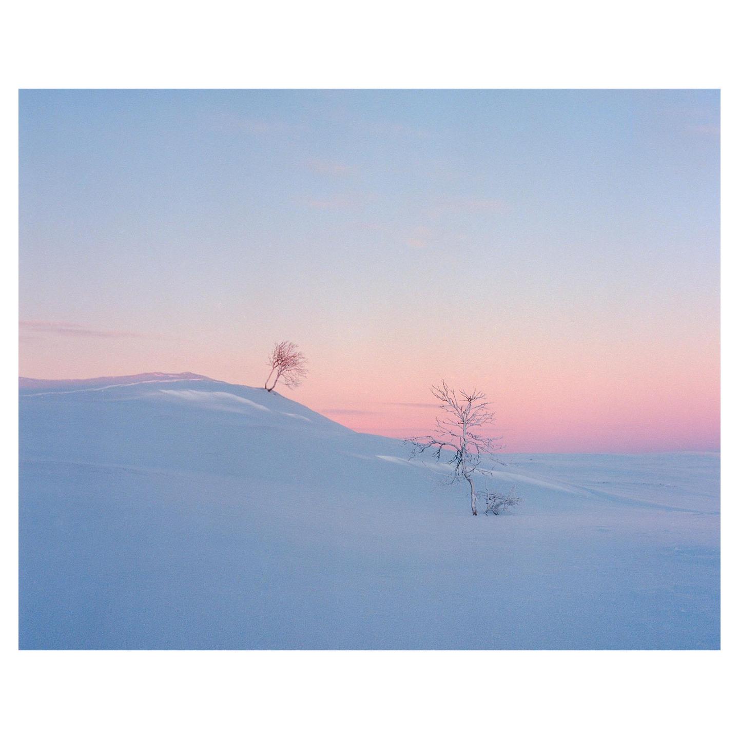 Two bare birch trees stand on a snow-covered hill under a pink and blue sky.