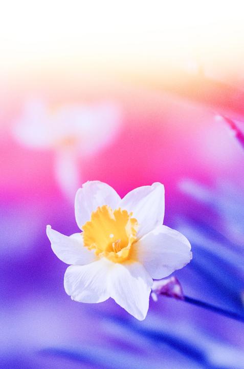 A white daffodil with a yellow center is in focus against a vibrant, out-of-focus background of pink, purple, and yellow.