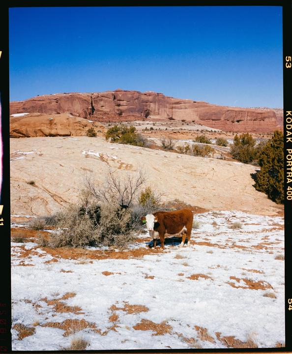 A brown and white cow stands in a snowy desert landscape with a large rock formation in the background.