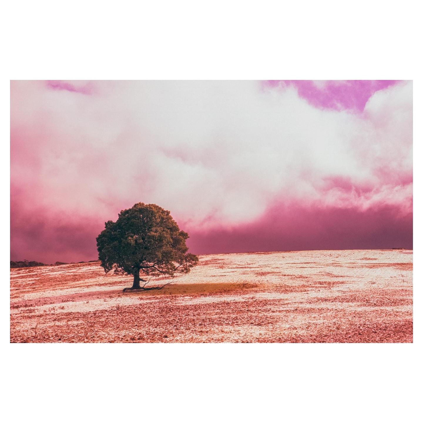 A lone tree stands in a field under a dramatic pink and purple sky.