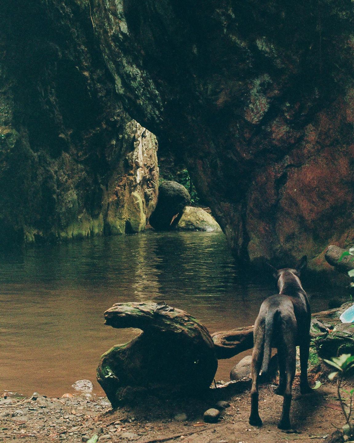 A dog stands on the bank of a river, looking towards a cave opening.