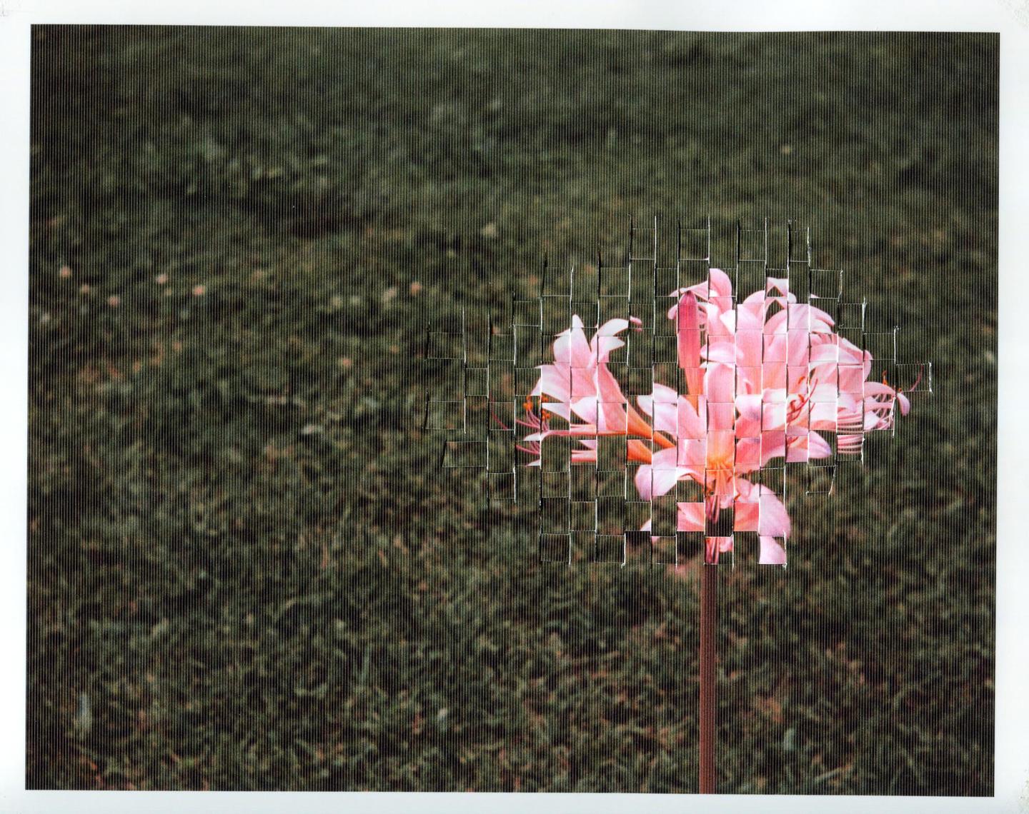 A pink flower is woven into a background of green grass.