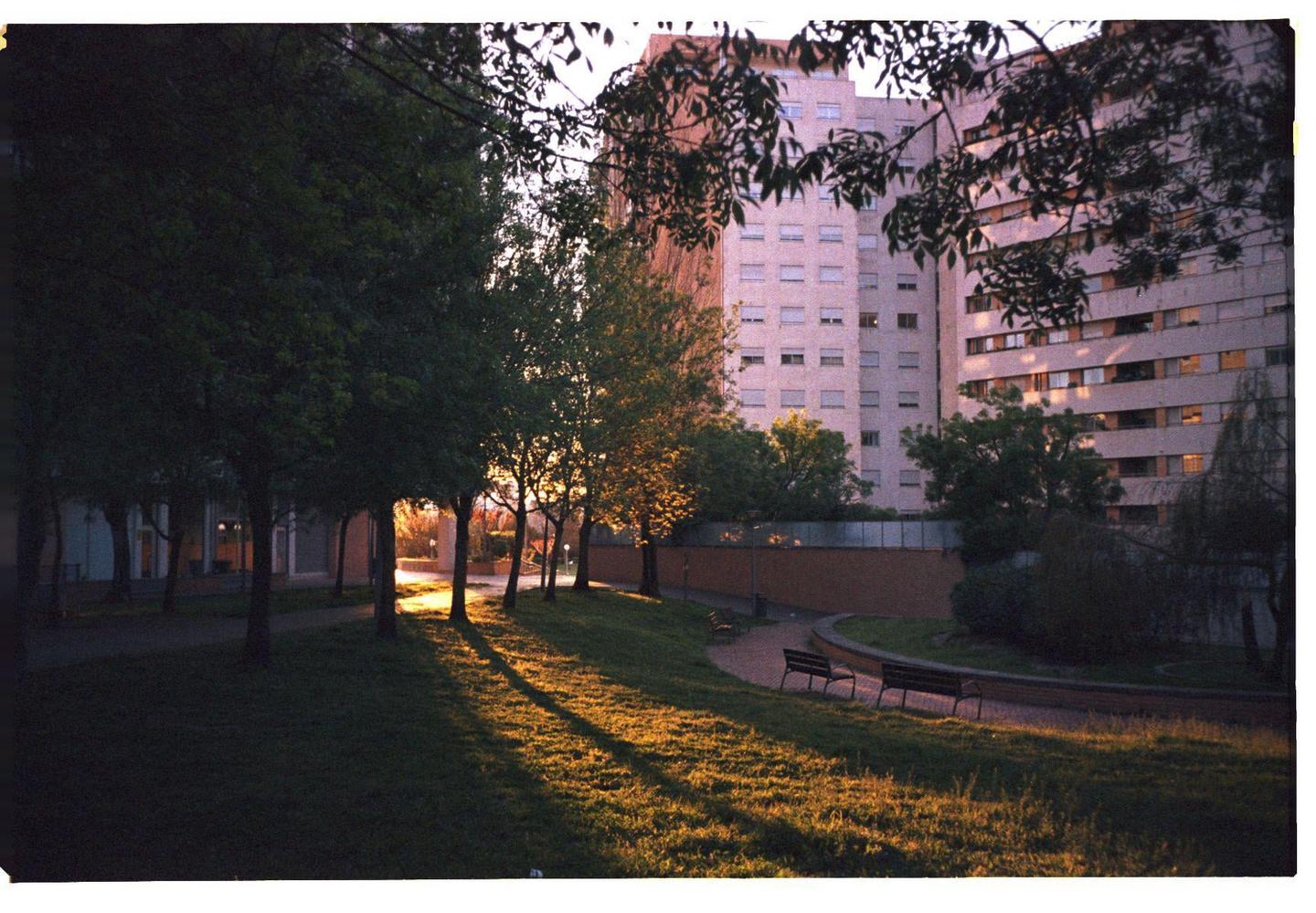 Long shadows stretch across a grassy park with trees and apartment buildings in the background during golden hour.