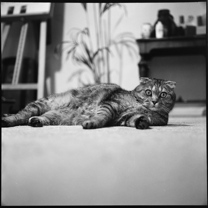 A cat with large eyes and folded ears lies on a floor.