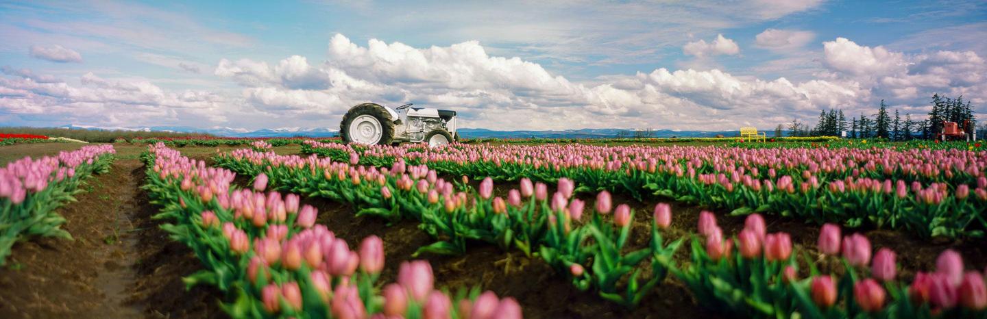 A white tractor is parked in a field of pink tulips under a cloudy sky.